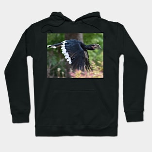 Trumpeter Hornbill Hoodie